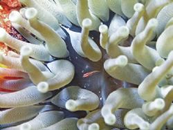 Juvenile Broadstripe goby in the middle of a giant anenom... by James Ridgway 